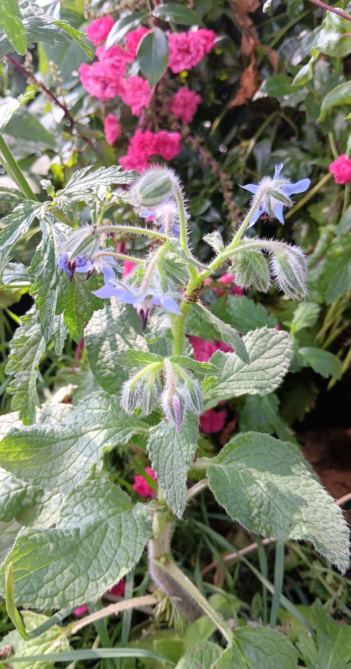 Piante & sementi: Pianta Borragine con Fiori Blu e Boccioli – Usato da Carena venduto da gra_yz7p