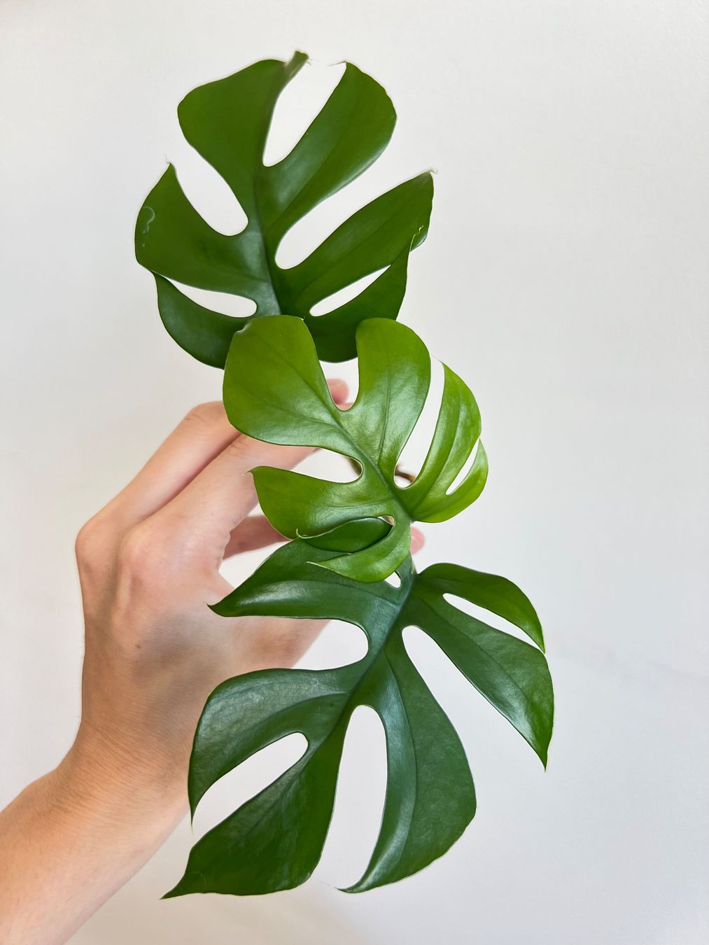 Pflanzen & Samen: Monstera minima Kopfsteckling💚 – Gebraucht aus Glattpark(Opfikon) von ste_n99y 6