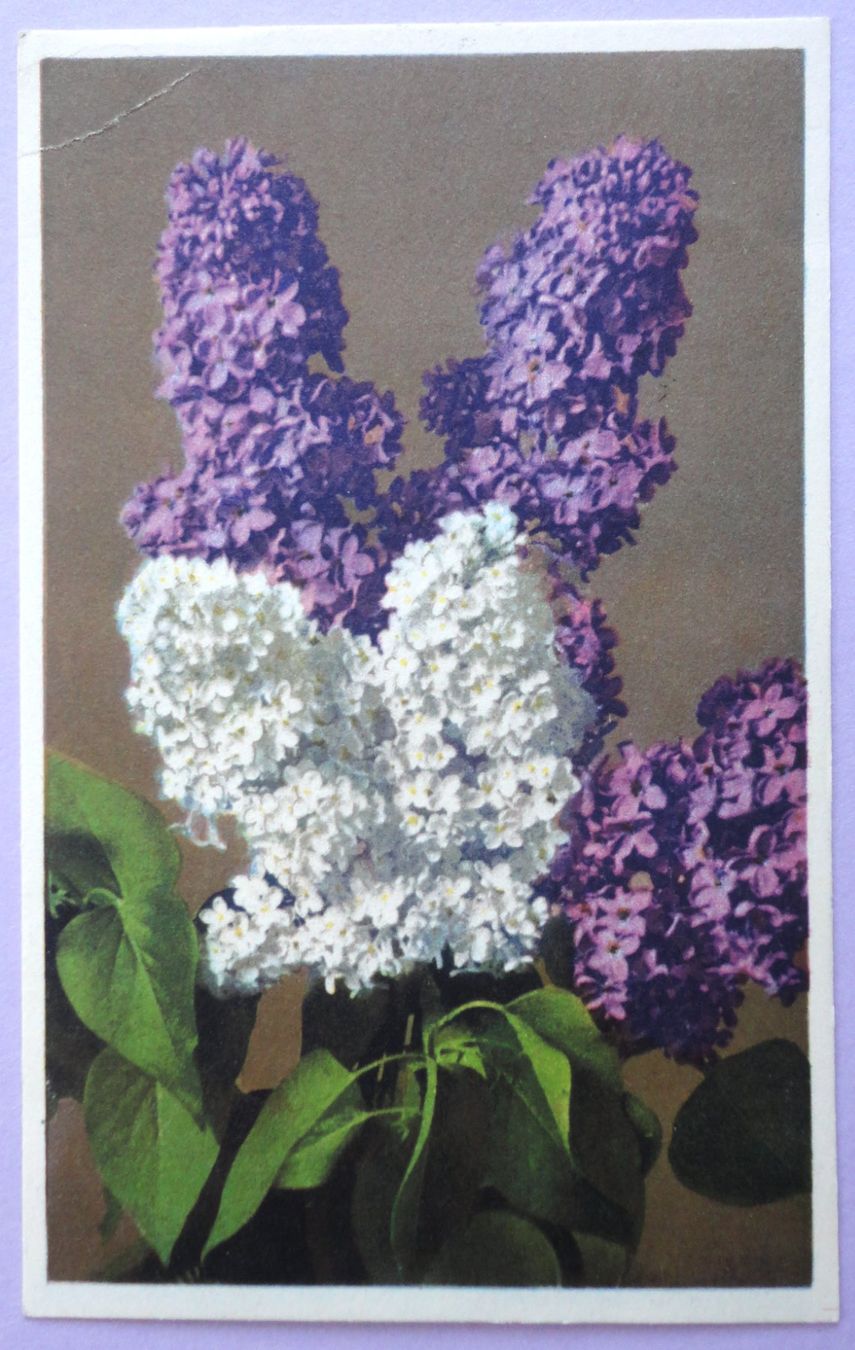 Cartes postales: Lilas commun – Défectueux à Fétigny par Billy2miny