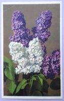 Lilas commun