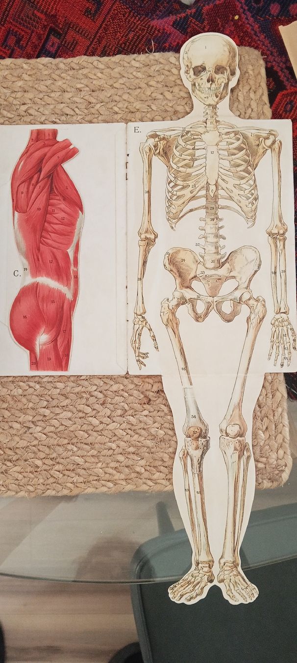Libri: PLATEN libro medico con Modelli anatomic antico - – Usato da Gudo venduto da tel_x7tp 4