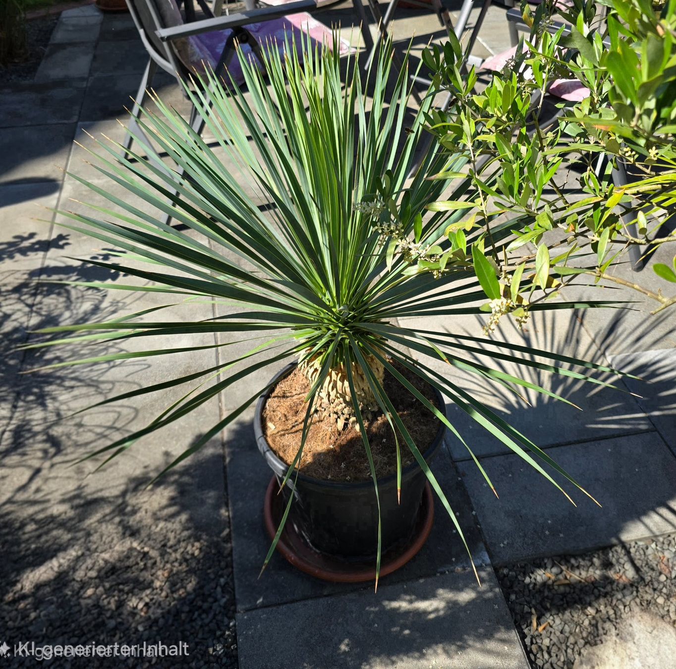Pflanzen & Samen: Wunderschöne Yucca Rostrata – Gebraucht aus Aarburg von popkorn65 3