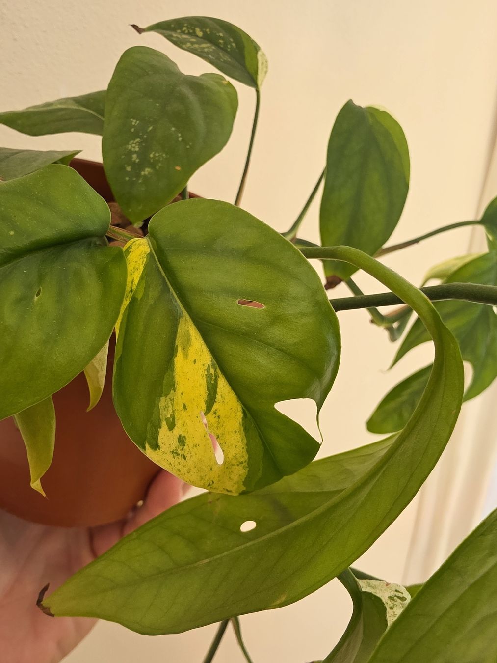 Pflanzen & Samen: Epipremnum pinnatum marble variegata – Gebraucht aus Jegenstorf von matrix2012 3