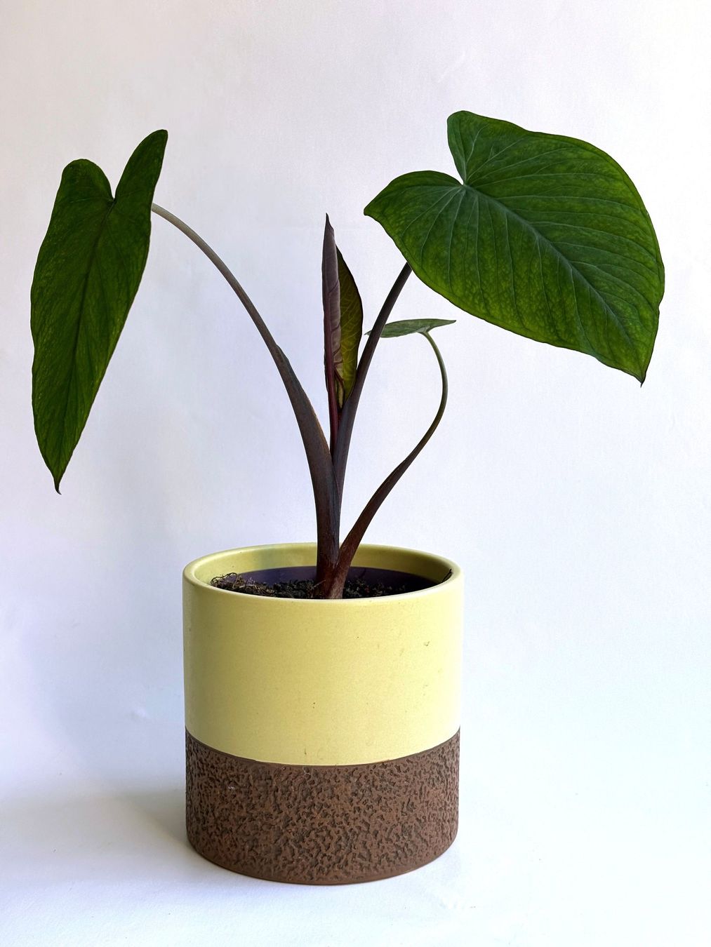 Pflanzen & Samen: COLOCASIA***ESCULENTA***** – Neu (gemäss Beschreibung) aus Dübendorf von Orchid18
