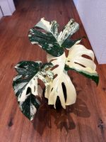 Monstera Thai Constellation💚
