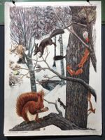 Vintage Schulwandbild EICHHÖRNCHEN, Robert Hainard #G8 LxB: