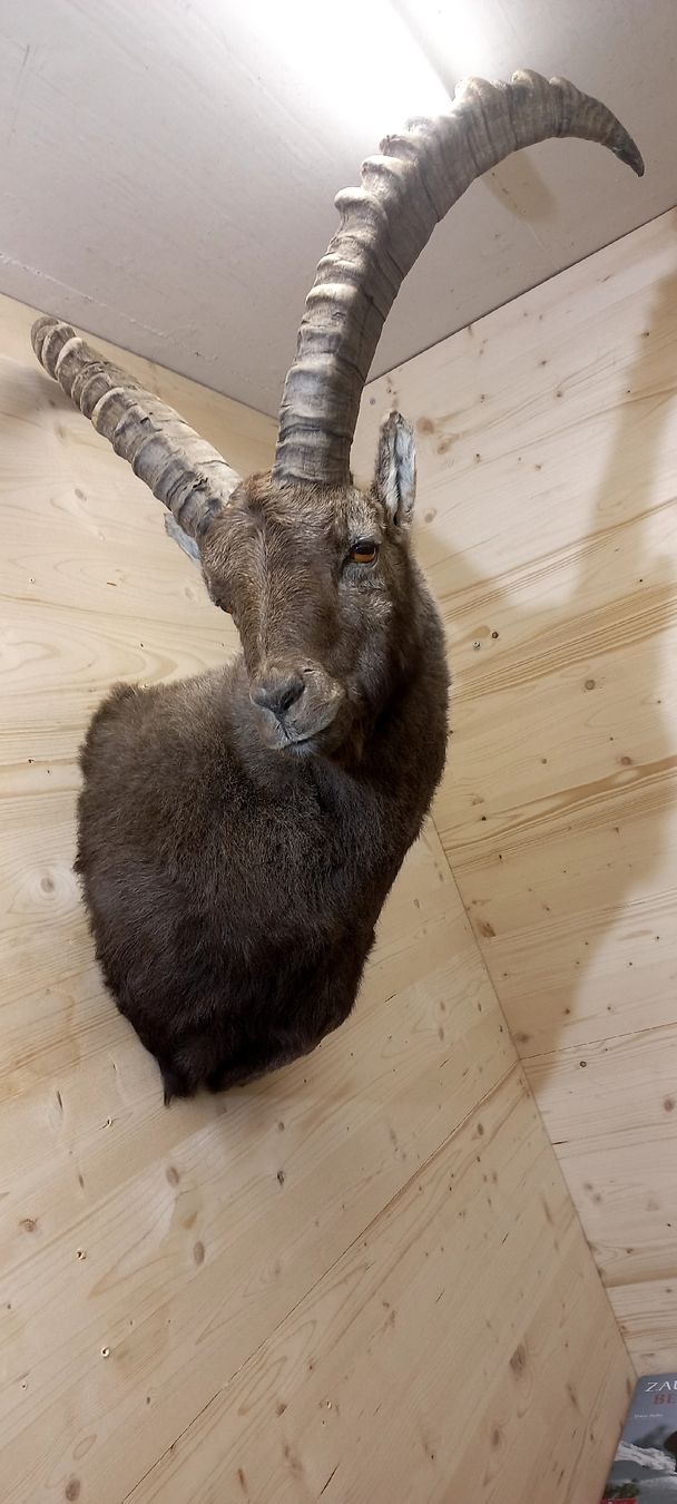 Welt der Tiere: Steinbock – Neu (gemäss Beschreibung) aus Mollis von Resel1985 3
