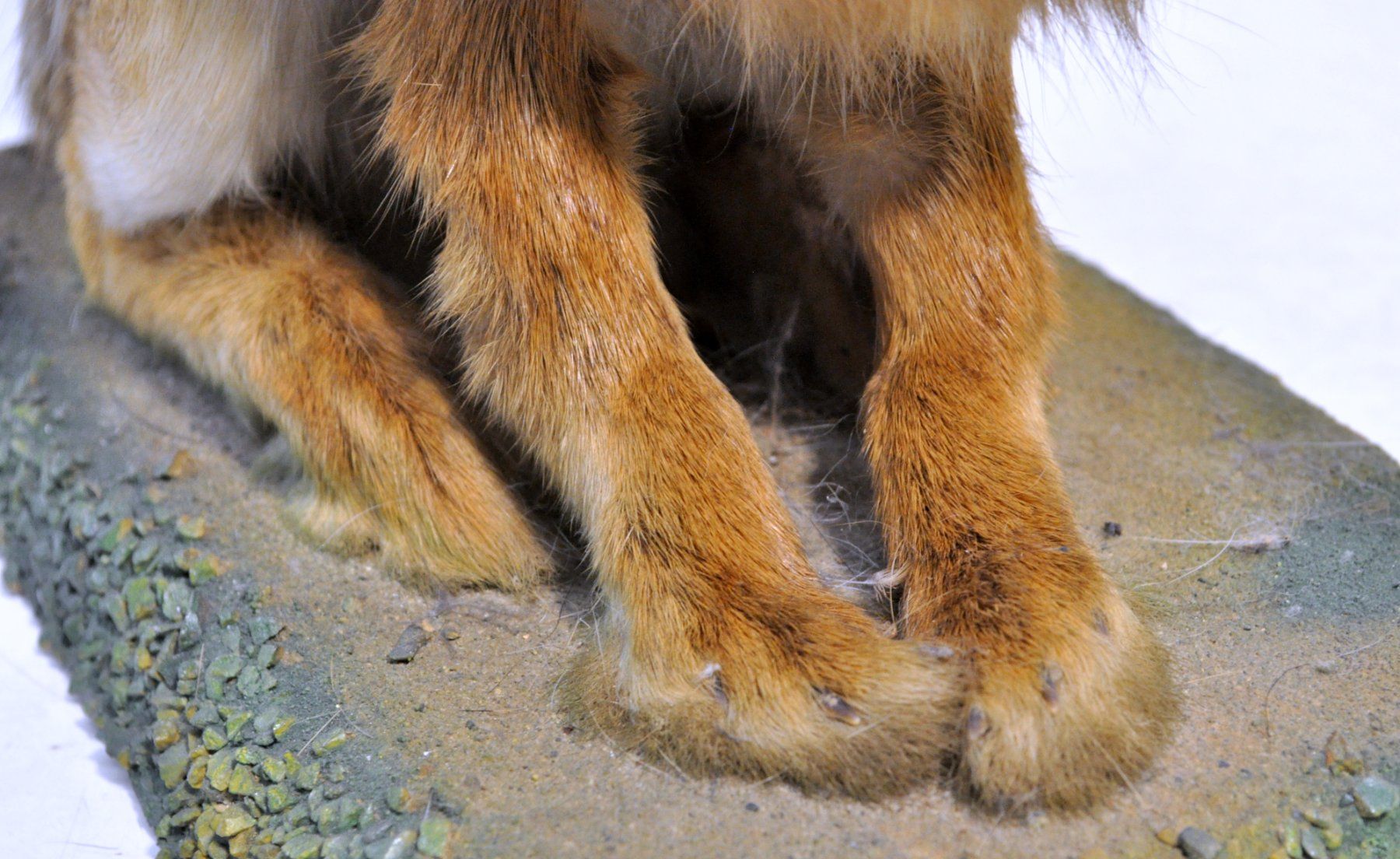 Welt der Tiere: Lièvre naturalisé – Gebraucht aus Neuchâtel von Neuchatel 9