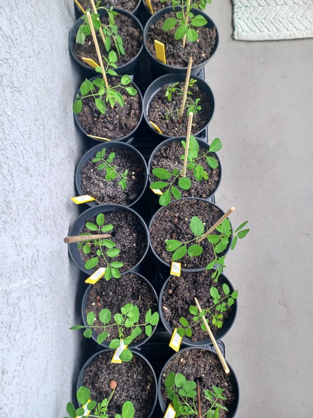 Plantes & graines: Moringa oleifera Baum - Exklusive in der Schweiz – Neuf avec emballage d'origine à Luzern par ivo_schild 3