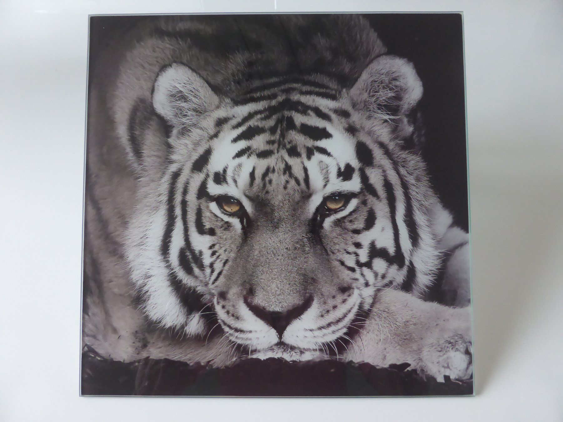 Foto & Immagini: Glasbild 30x30 Tiger – Usato da Trimmis venduto da bergamo10