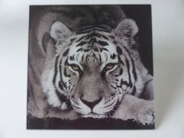 Glasbild 30x30 Tiger