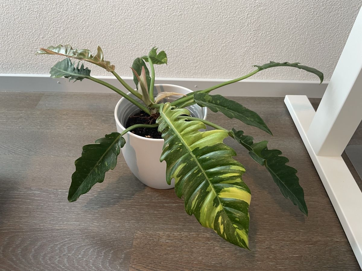 Piante & sementi: Philodendron ring of fire plant with pot – Usato da Uster venduto da momogarden 7