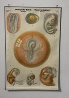 Biologische Tafel Embryologie Vögel III. Serie Retz 124x82cm
