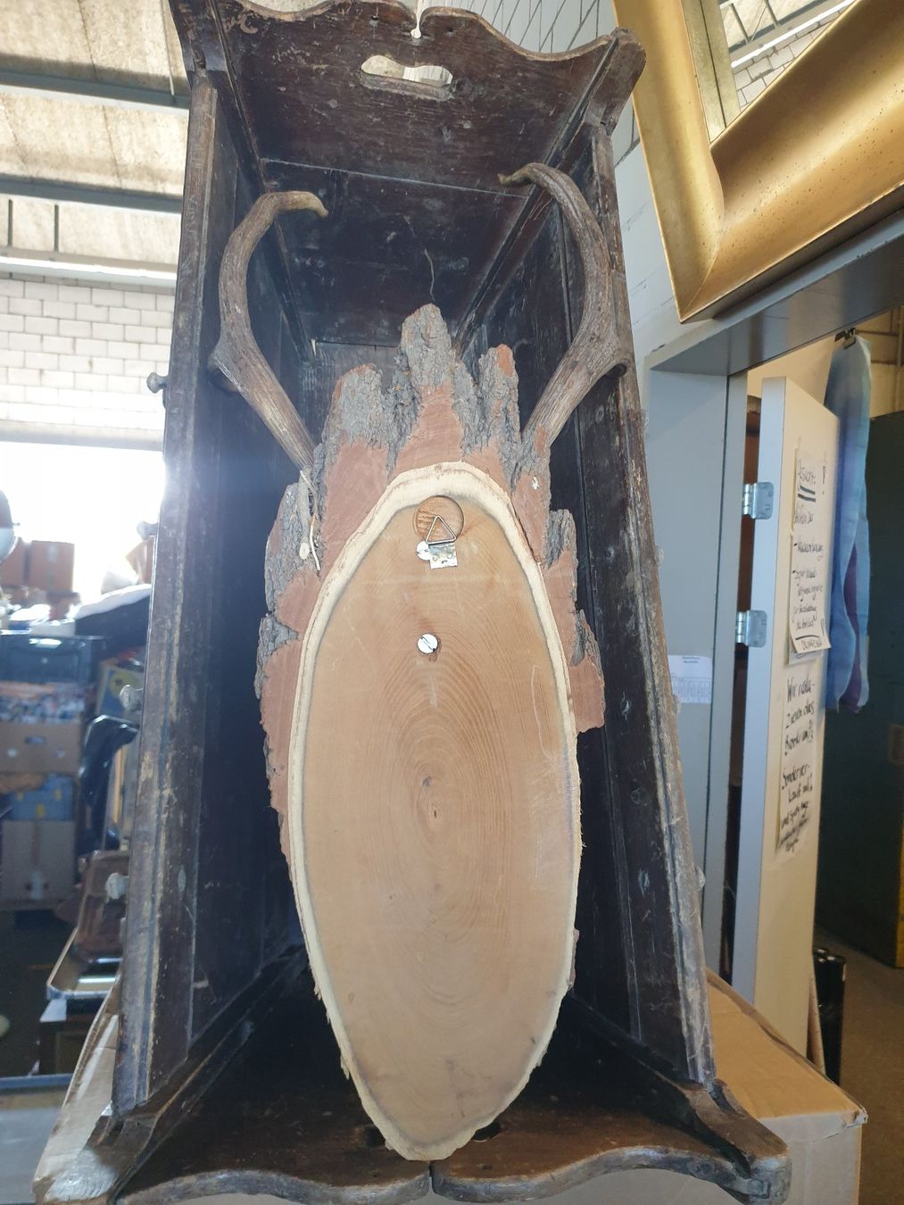 Sonstiges zum Sammeln & Seltenes: Hirschgeweih mit Schädel 6 Ender 35 X 80cm echte Jagttrophäe – Gebraucht aus Wädenswil von tome70 2