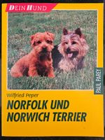 Norfolk und Norwich Terrier - Rasseportrait Hund