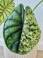 Alocasia Baginda Dragon Scale Mint Variegata – rhizome 🌱✨