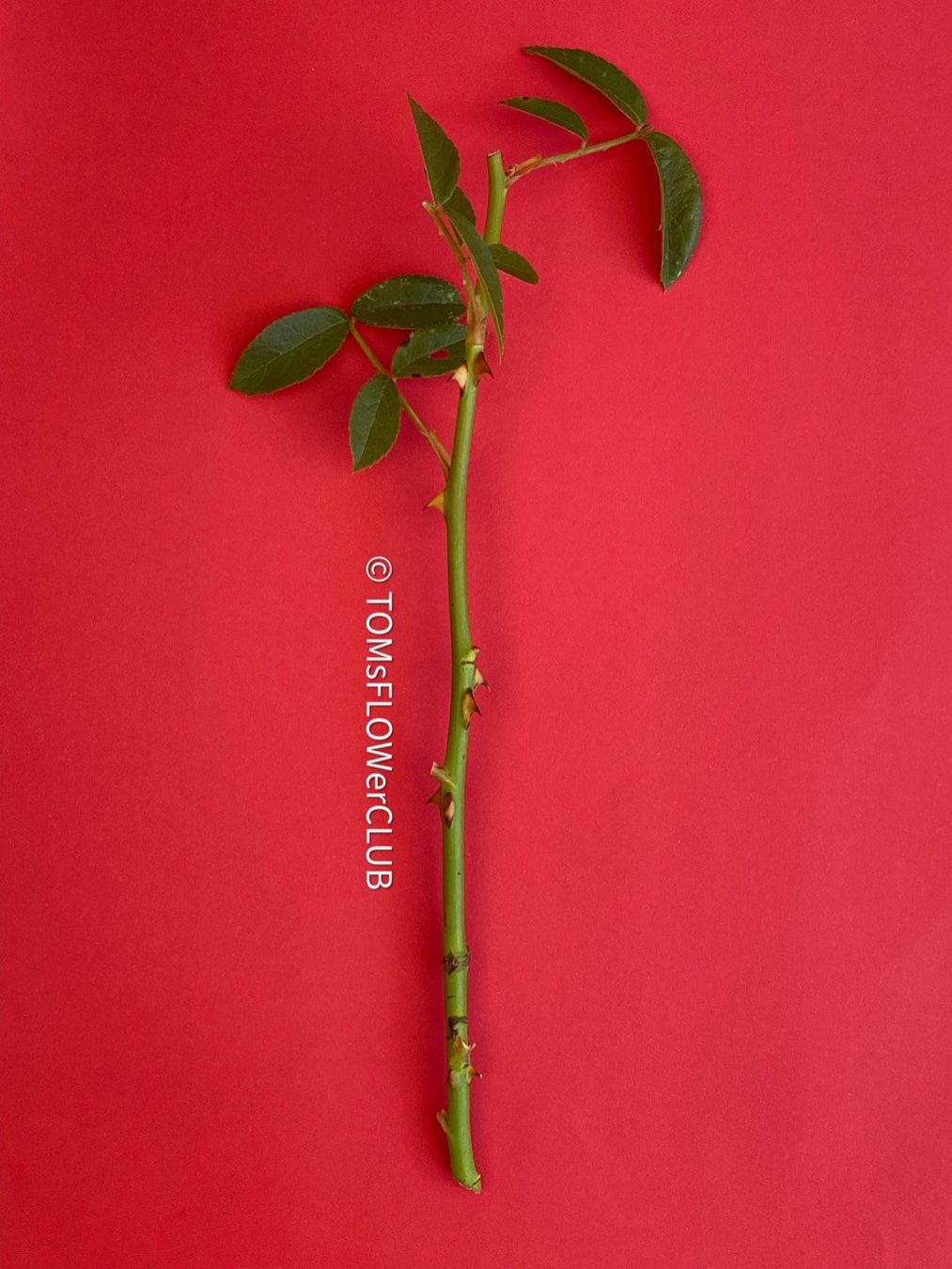 Piante & sementi: Rosenstöckli - Kletterrose - Steckling – Nuovo e nell'imballaggio originale da Adliswil venduto da asTOMas963 2