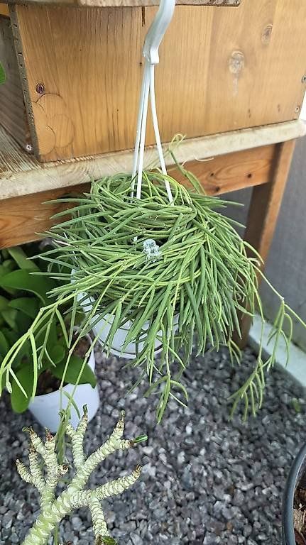 Piante & sementi: Hoya linearis – Usato da St.Erhard venduto da Plumilandschweiz 2