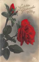 Geburtstag, rote Rosen