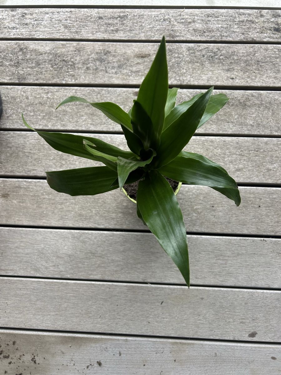 Piante & sementi: Dracaena fragrans – Usato da Schöftland venduto da DesignbyNaja 1