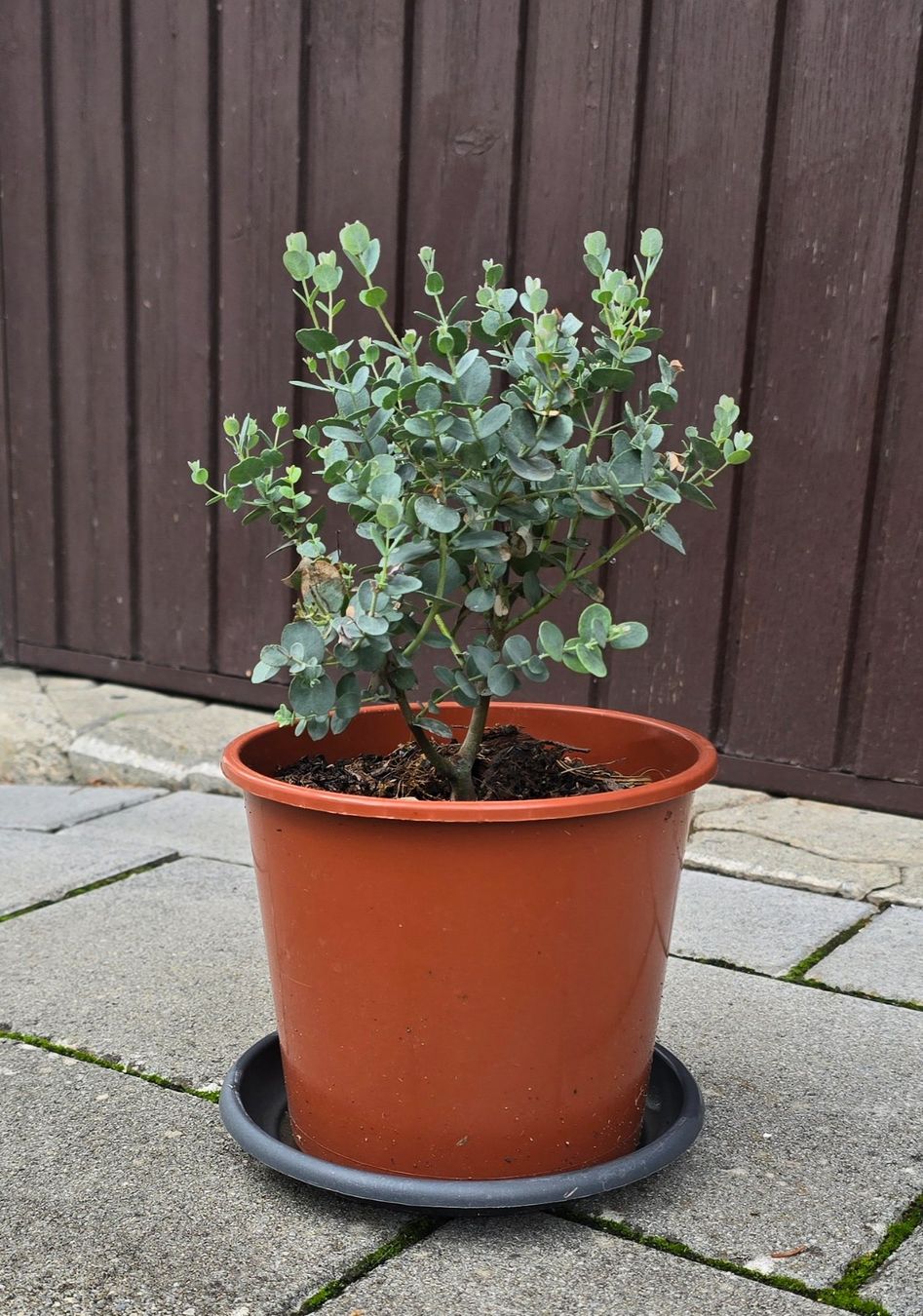 Pflanzen & Samen: Eukalyptus Pflanze – Neu (gemäss Beschreibung) aus Aarburg von popkorn65 1