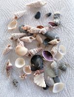 kleine Muscheln aus Thailand