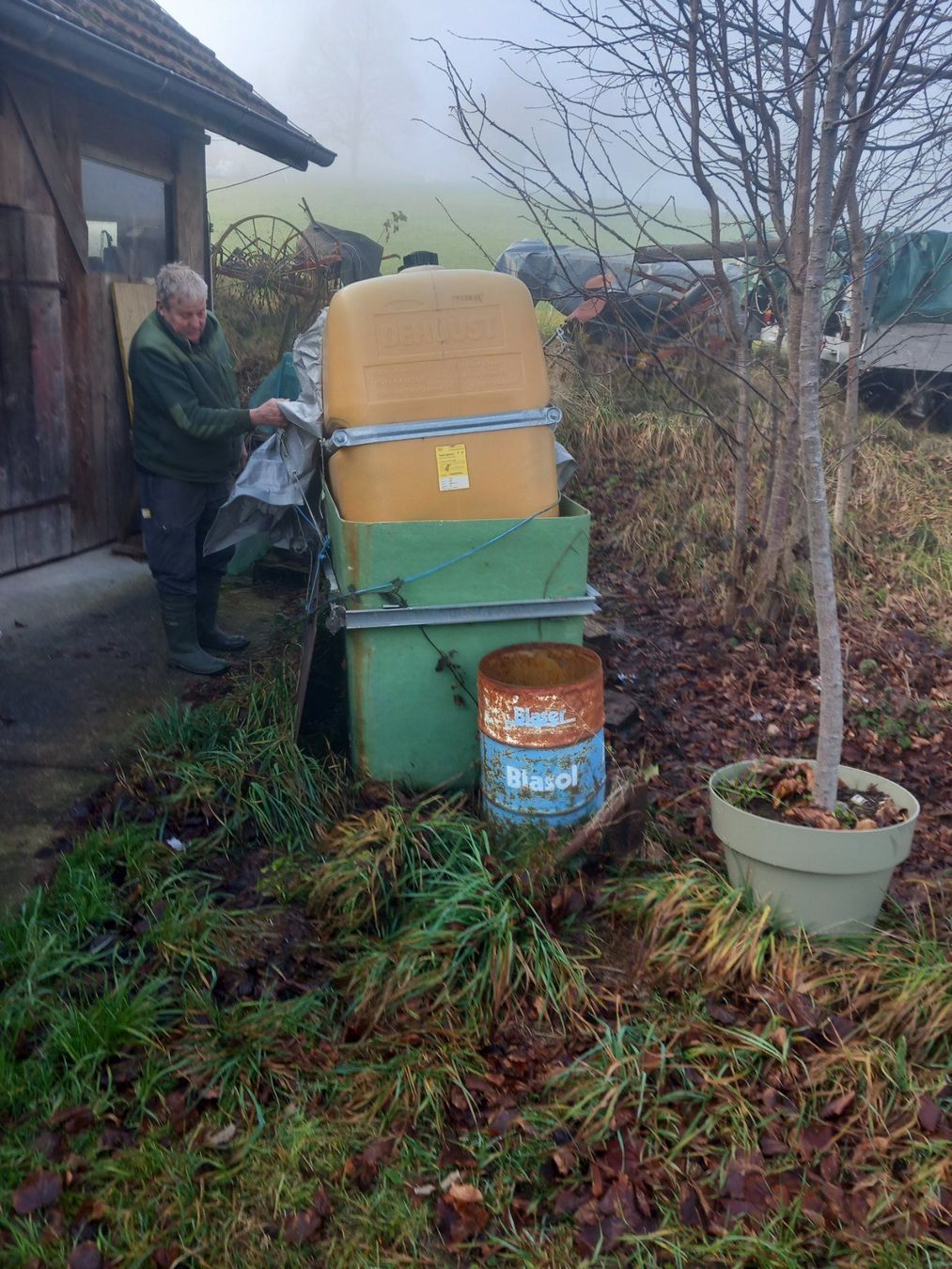 Pflanzen & Samen: Winter Linde im Topf – Gebraucht aus Wolhusen von S.Bucher 3