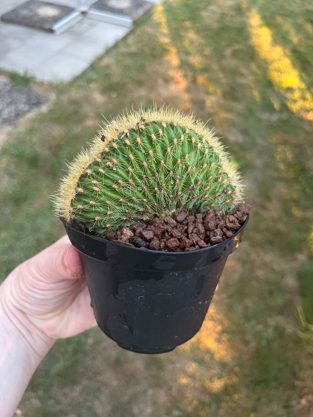 Plantes & graines: Cactus – D'occasion à Porrentruy par Madamebovary 1