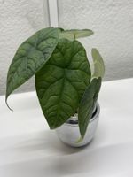 Mehrere Alocasia Melo Babys