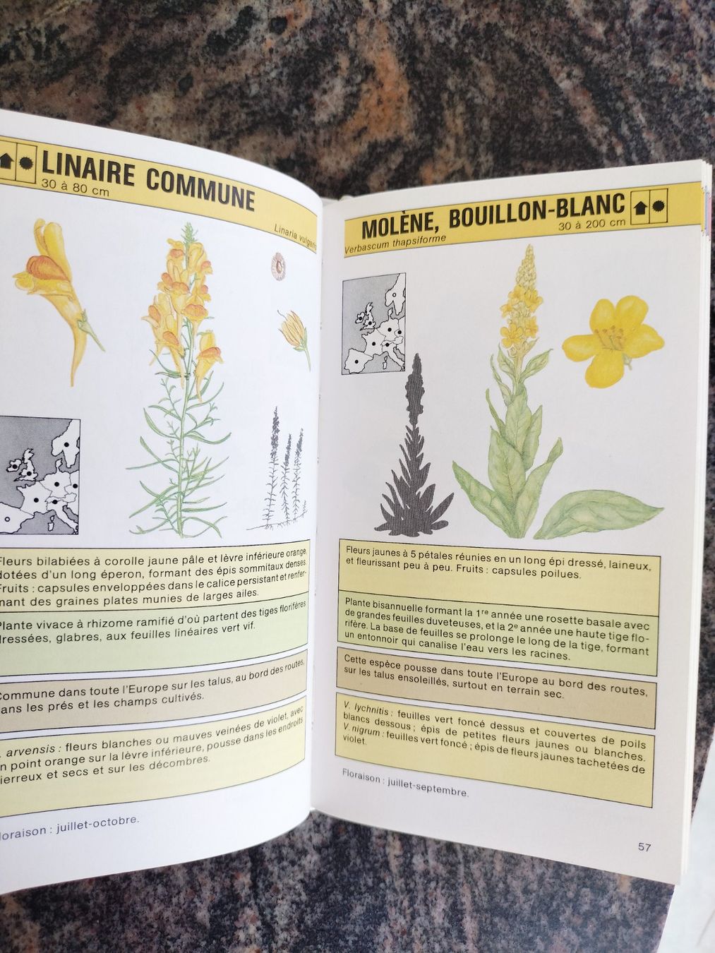 Bücher: Fleurs sauvages Gründ Nature - Poche – Gebraucht aus Cortaillod von rozinna 8