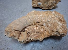 Fossilien Gesteinsplatten Meeresablagerungen Muschelpflaster