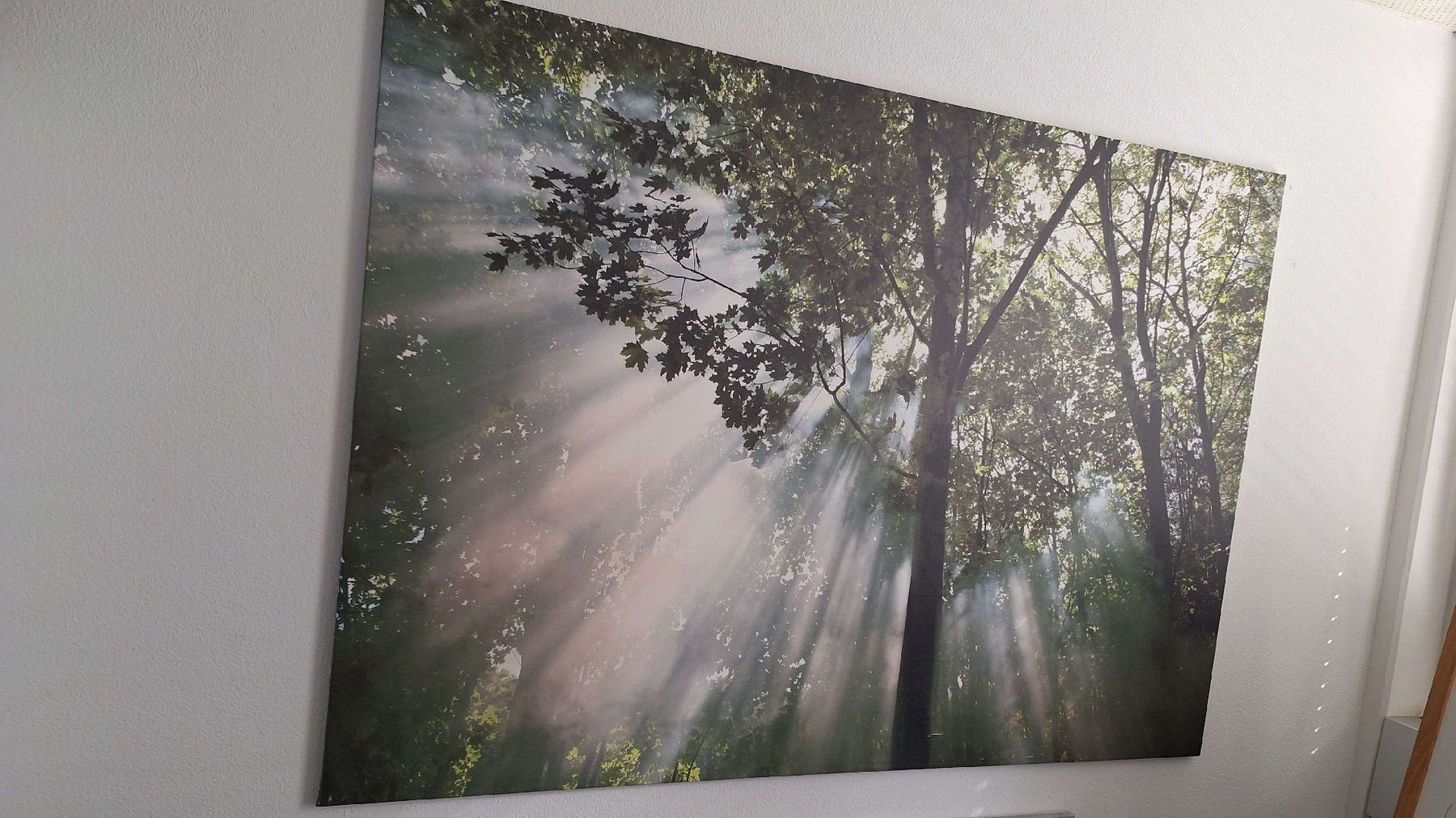 Foto & Immagini: XXL Bild Ikea Wald mit Sonnenstrahlen – Usato da Zürich venduto da djoki88