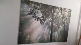 XXL Bild Ikea Wald mit Sonnenstrahlen