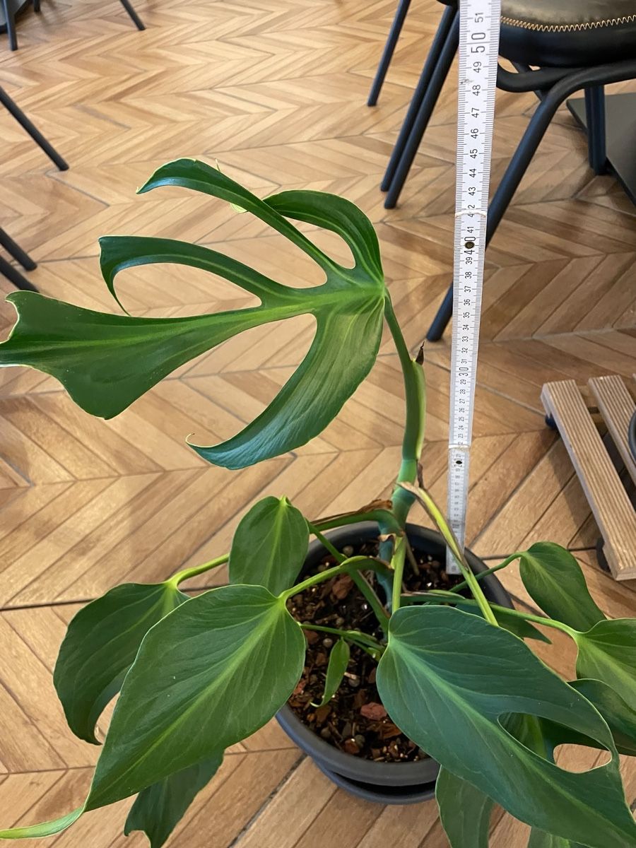 Pflanzen & Samen: Monstera Burle Marx Flame – Neu (gemäss Beschreibung) aus Steinhausen von CHANH-PHAP