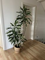 Zimmerpflanze Dracaena, guter Zustand