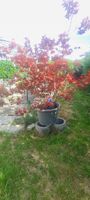 roter japanischer ahorn