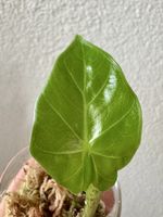🌱 Alocasia Portodora – rooted baby plant 🌱