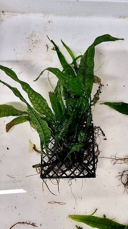 Pflanzen & Samen: Microsorum p. "Orange Narrow" – Gebraucht aus Schwyz von zpm3atlantis 1