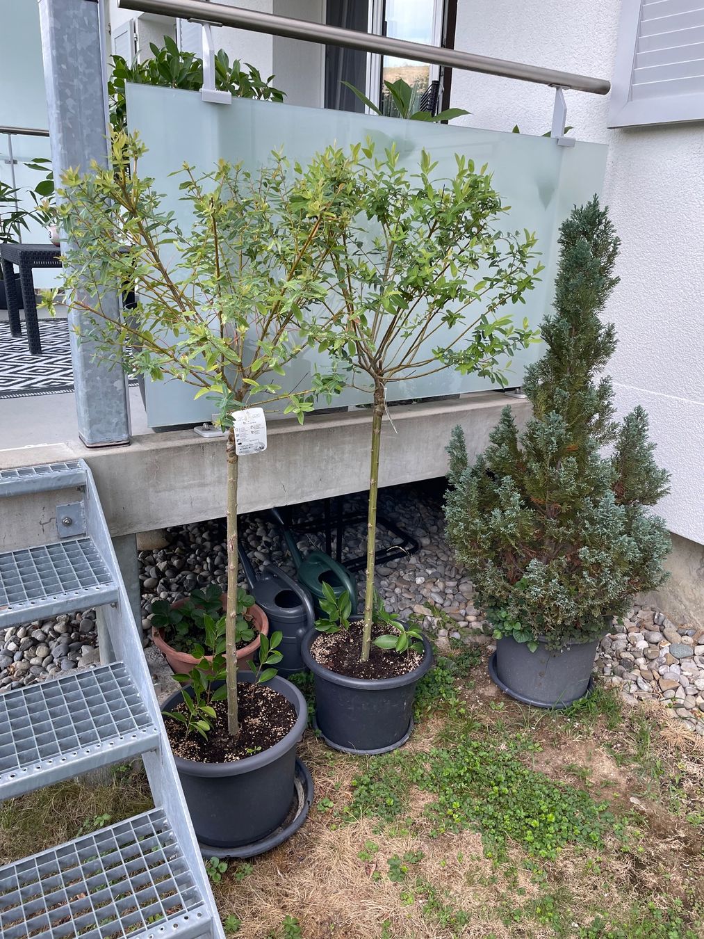 Piante & sementi: Japanische Weide Salix – Usato da Ipsach venduto da takacseni 1
