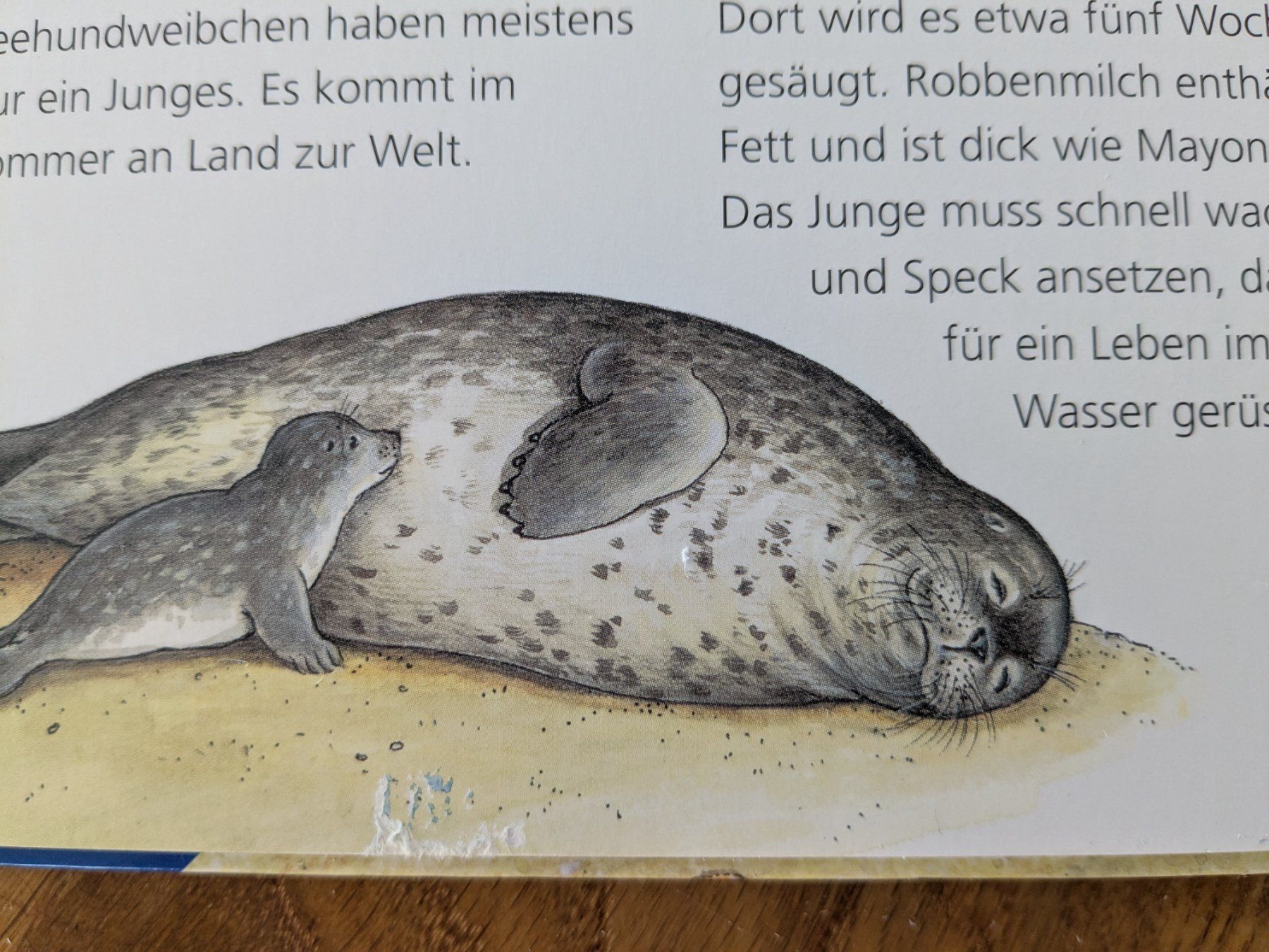 Libri: Komm mit ans Meer: Wieso Weshalb Warum ? – Usato da Wohlen AG venduto da merkur0300 3