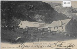 Celerina-St. Moritz - Alp Laret -  Kühe vaches cows
