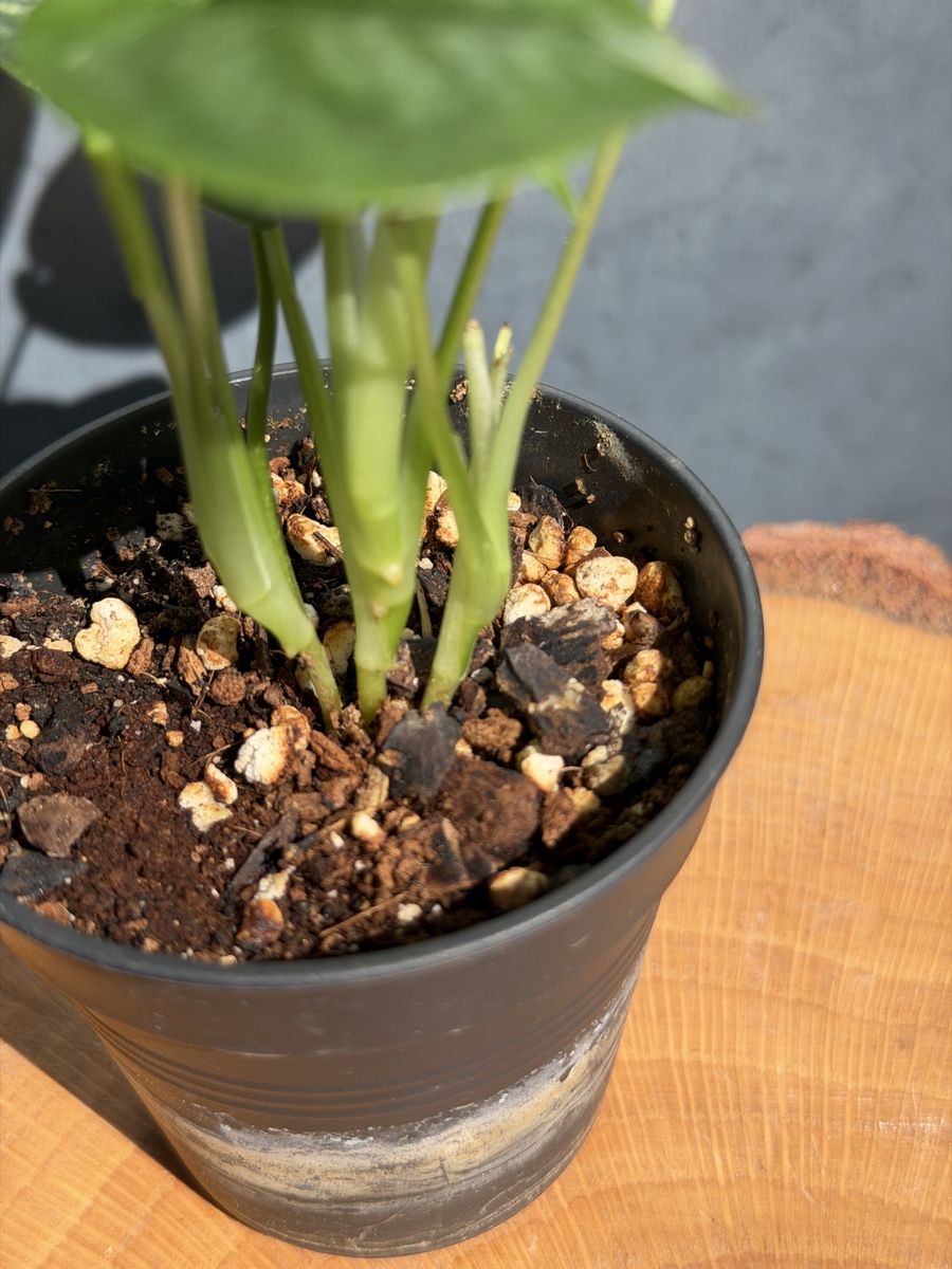 Pflanzen & Samen: Monstera Siltepecana Aurea – Neu (gemäss Beschreibung) aus Buchrain von Stetoscop 2