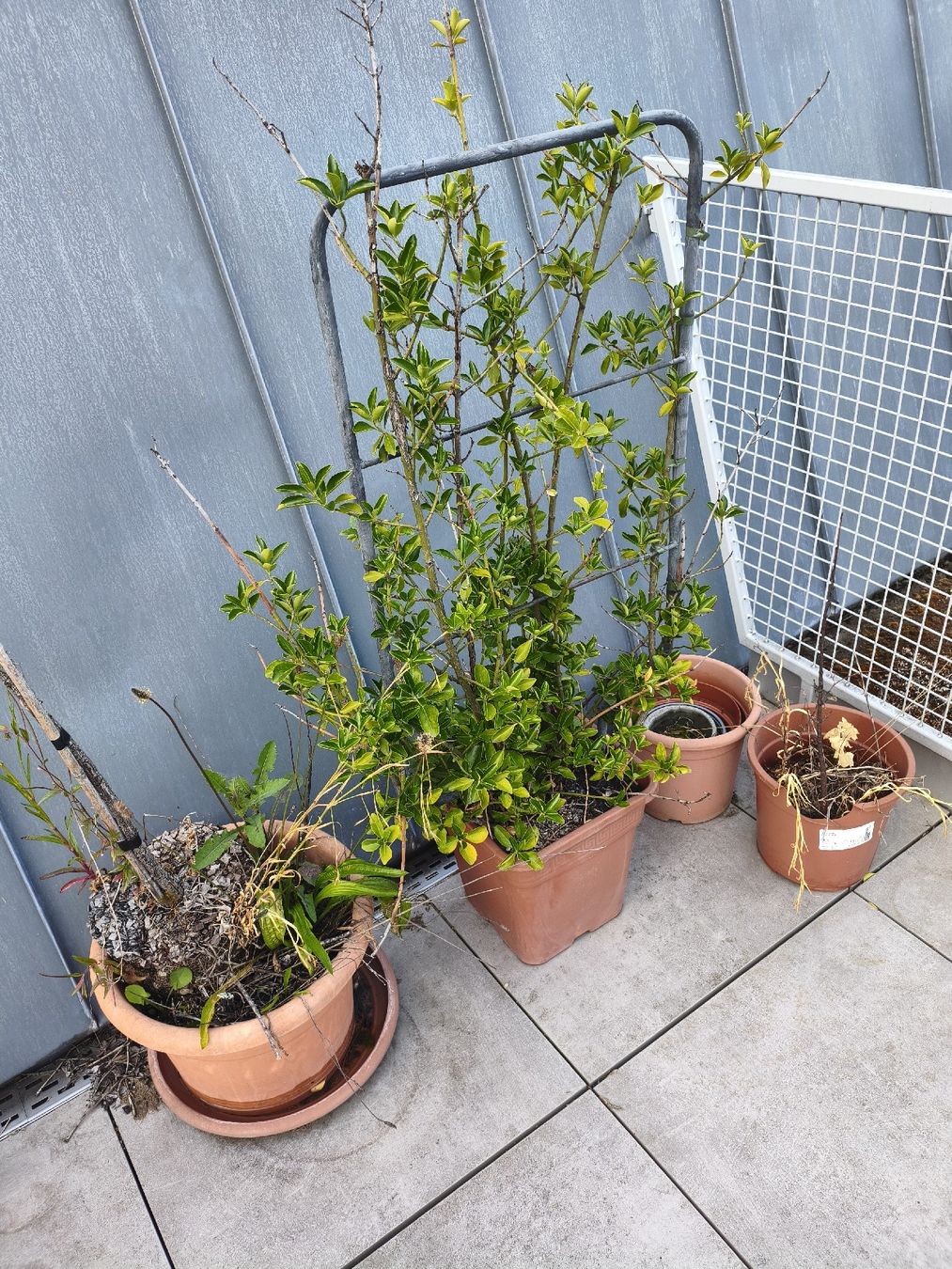Growbox Altro: Garden Pots - Assorted Sizes - Great for Spring Planting! – Usato da Zürich venduto da yul_7ccq