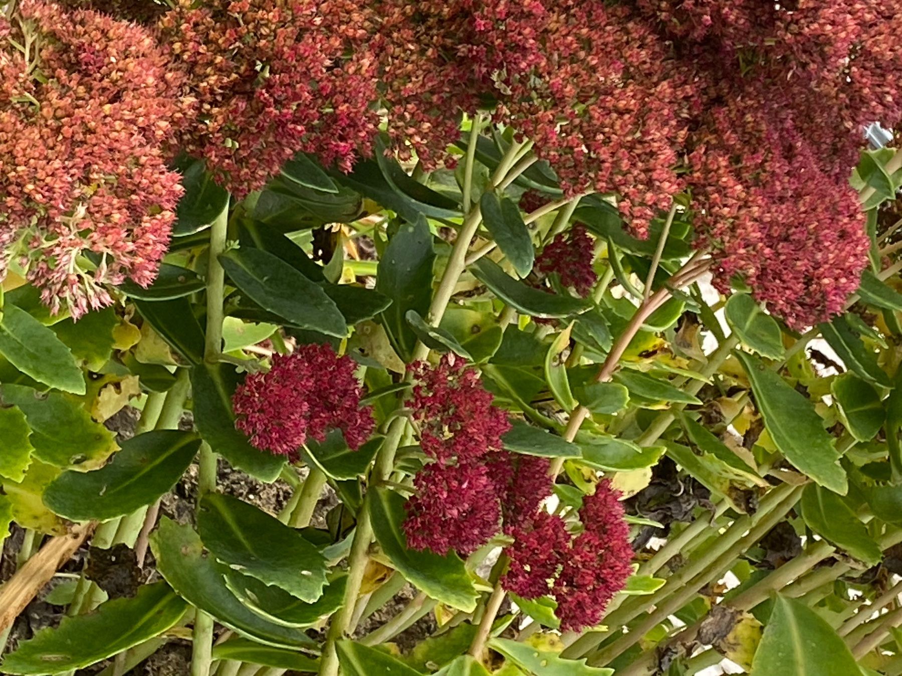 Plantes & graines: Sédum d’automne vert à fleur rose – D'occasion à Lajoux JU par Briard0 1