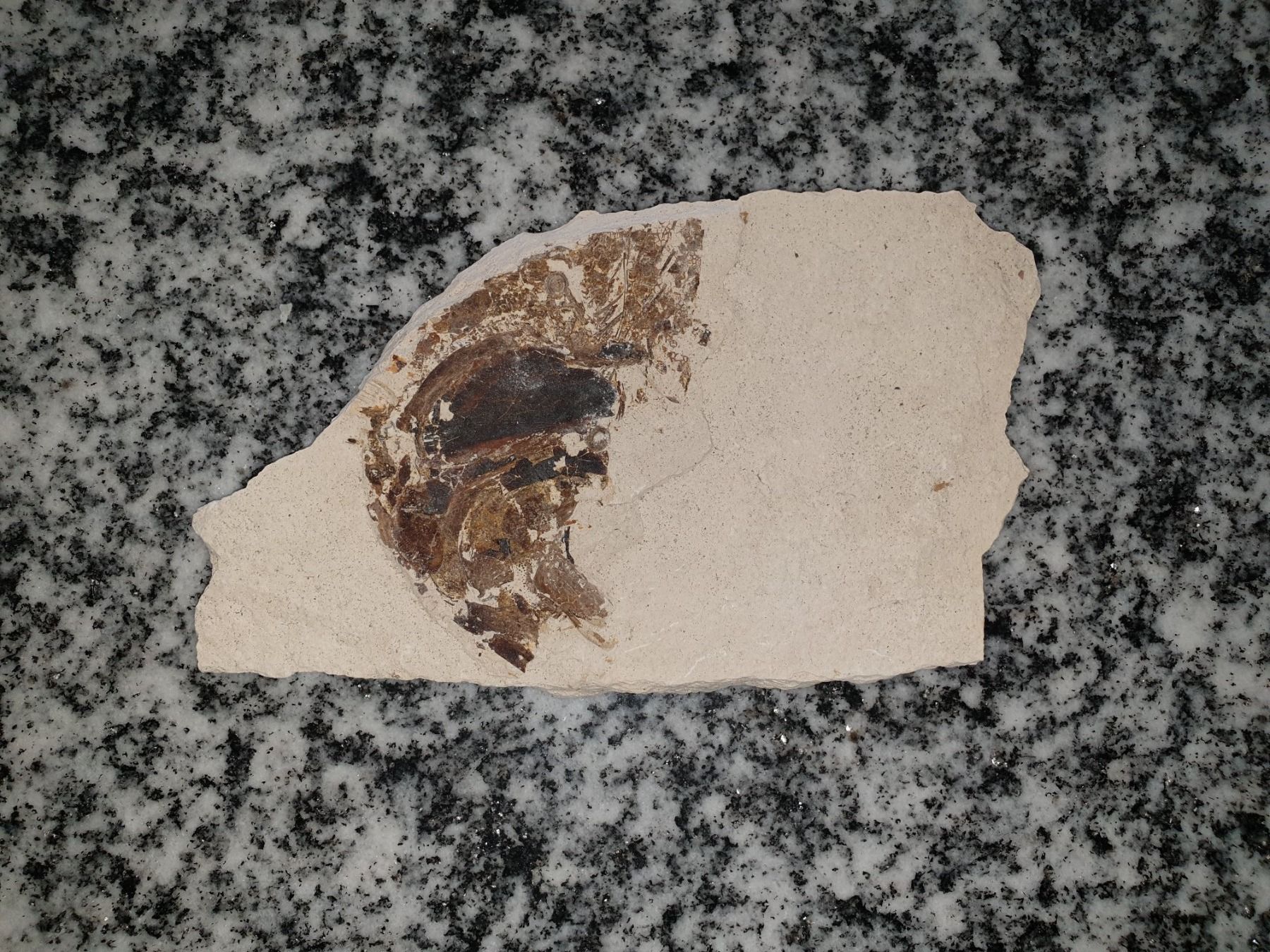 Fossili: Versteinerungen – Usato da Wald ZH venduto da Walder8636 1