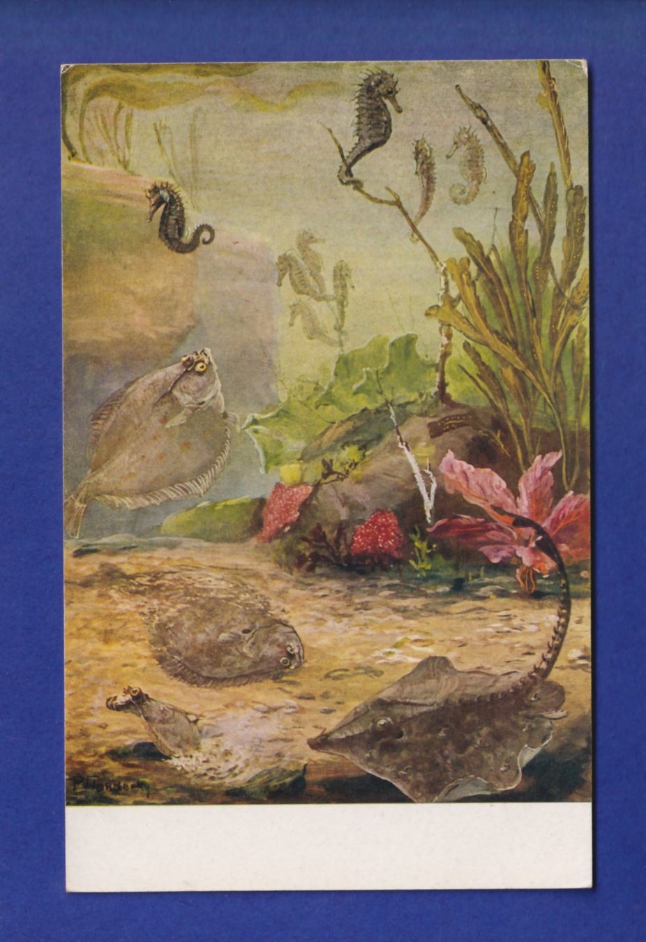 Cartoline postali: POISSON – Usato da Pully venduto da nicecards-shop