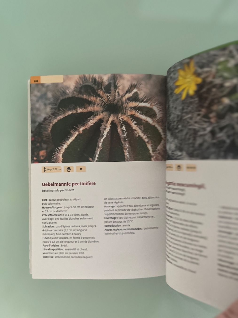 Libri: Guide Delachaux Cactus – Usato da Renens VD venduto da ale_q6bz 4