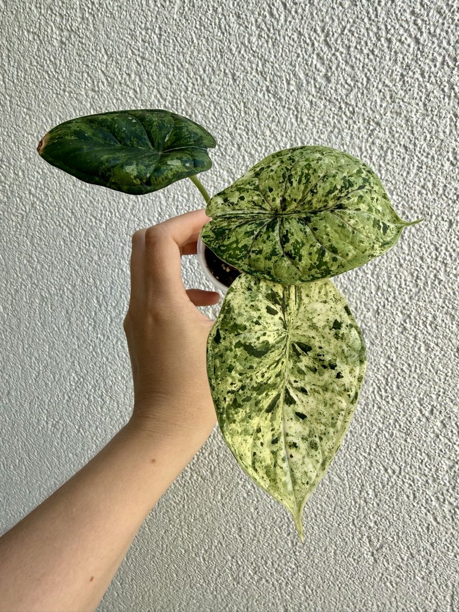 Piante & sementi: Alocasia Scale Dragon Mint – Nuovo (secondo la descrizione) da La Tour-de-Trême venduto da LyAmy