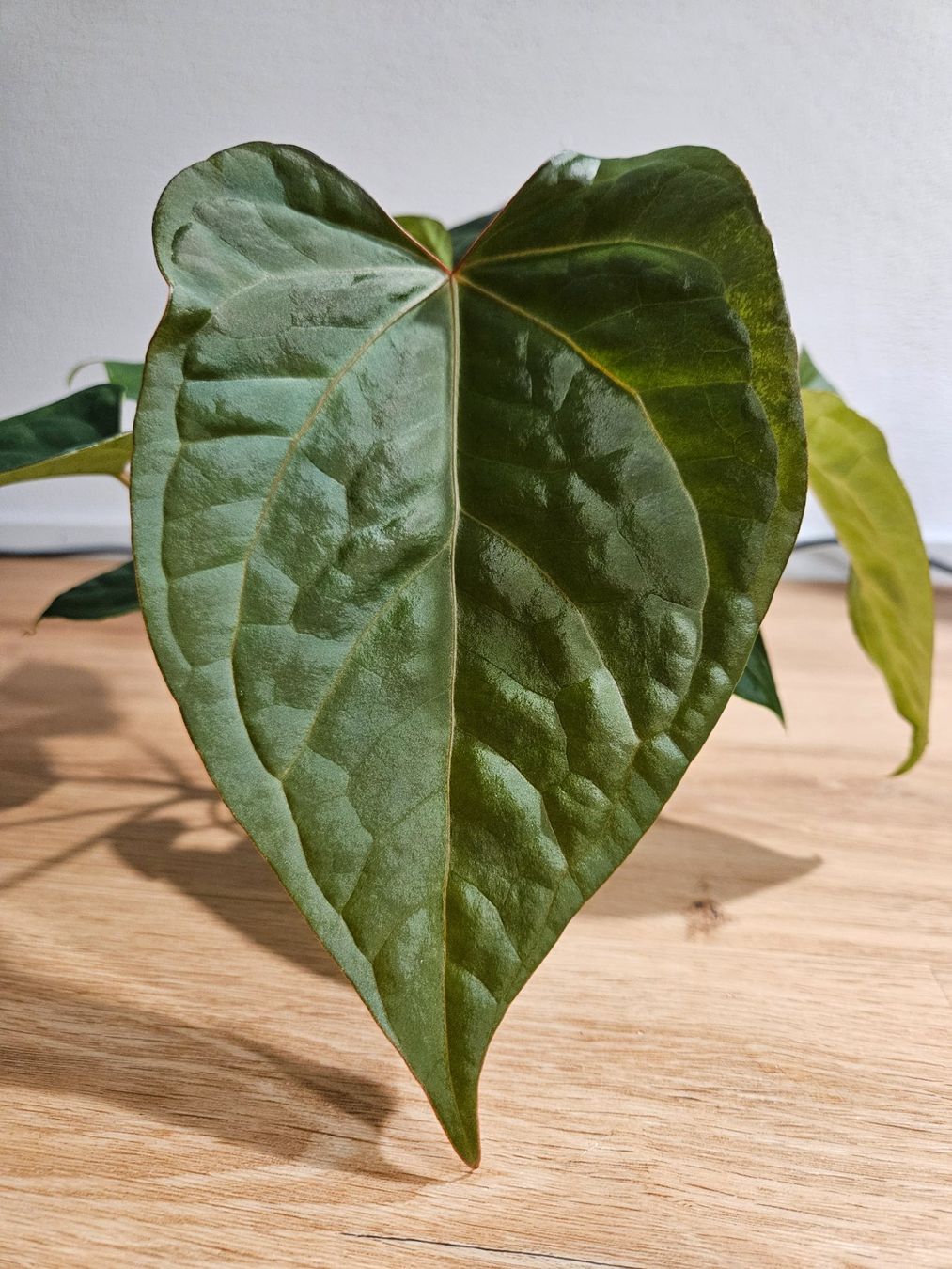 Piante & sementi: Anthurium Karma Crystal x Luxurians – Usato da Buttikon SZ venduto da Jagoda87 1