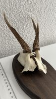 Dekorativer Rehbock-Schädel auf Holzbrett